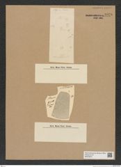 Diatomeae indet. Zeichnungen Sammlung Grunow Nr. 8978 (NHMW-BOT-W0378673)